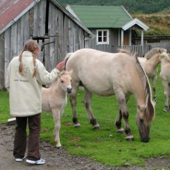 Pferde bei einem kleinen Hof in Norwegen.